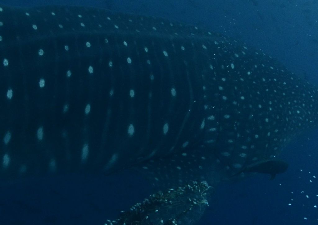 12bea003-a6f4-4811-a1a9-9a3639b89e9a