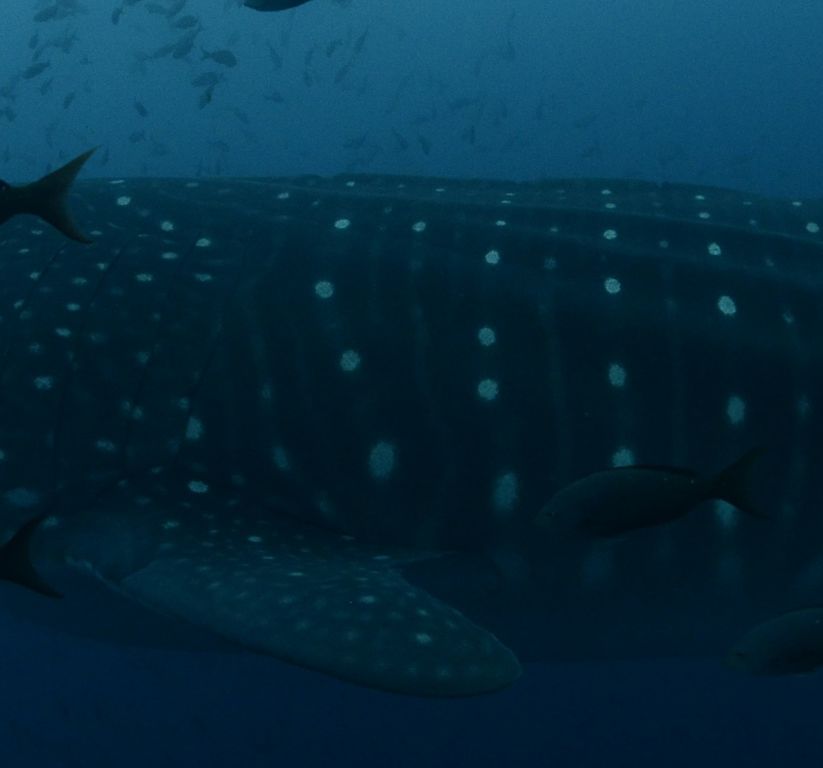 12bea003-a6f4-4811-a1a9-9a3639b89e9a