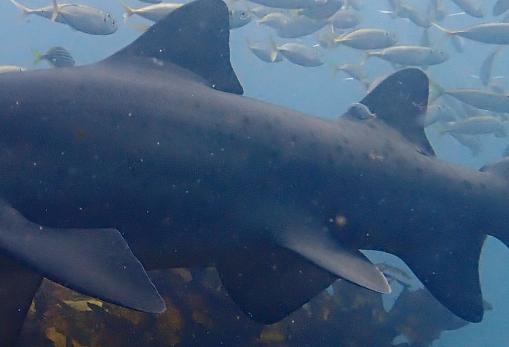 6f66ea98-3c9b-422c-af7c-08b773f9b0f2