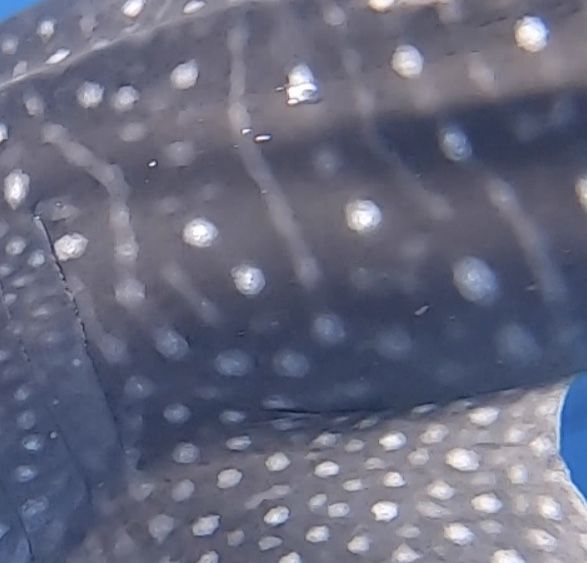 af6e8255-7389-40fa-9e0c-ba2630e91d2b