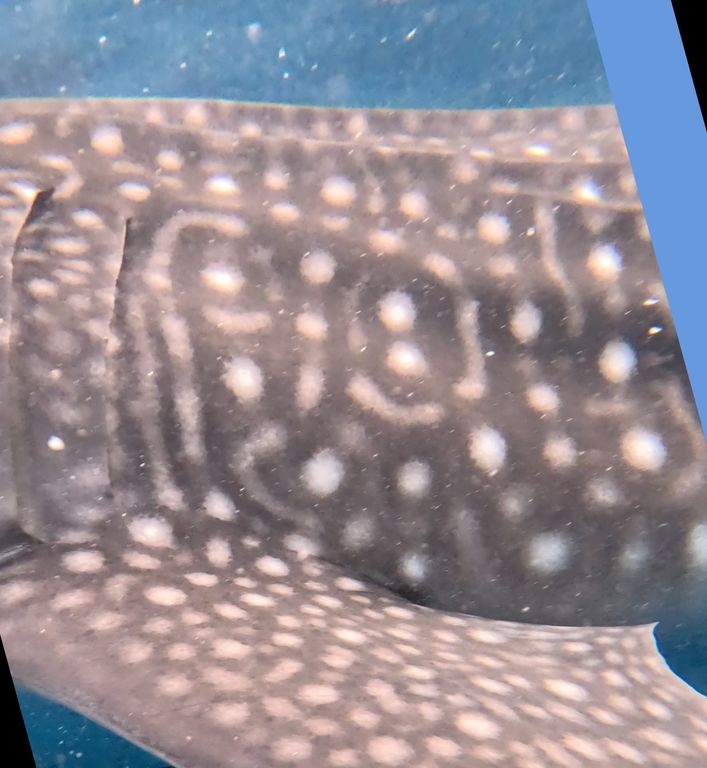 33018485-1b60-455f-af2d-88ceffd3b580