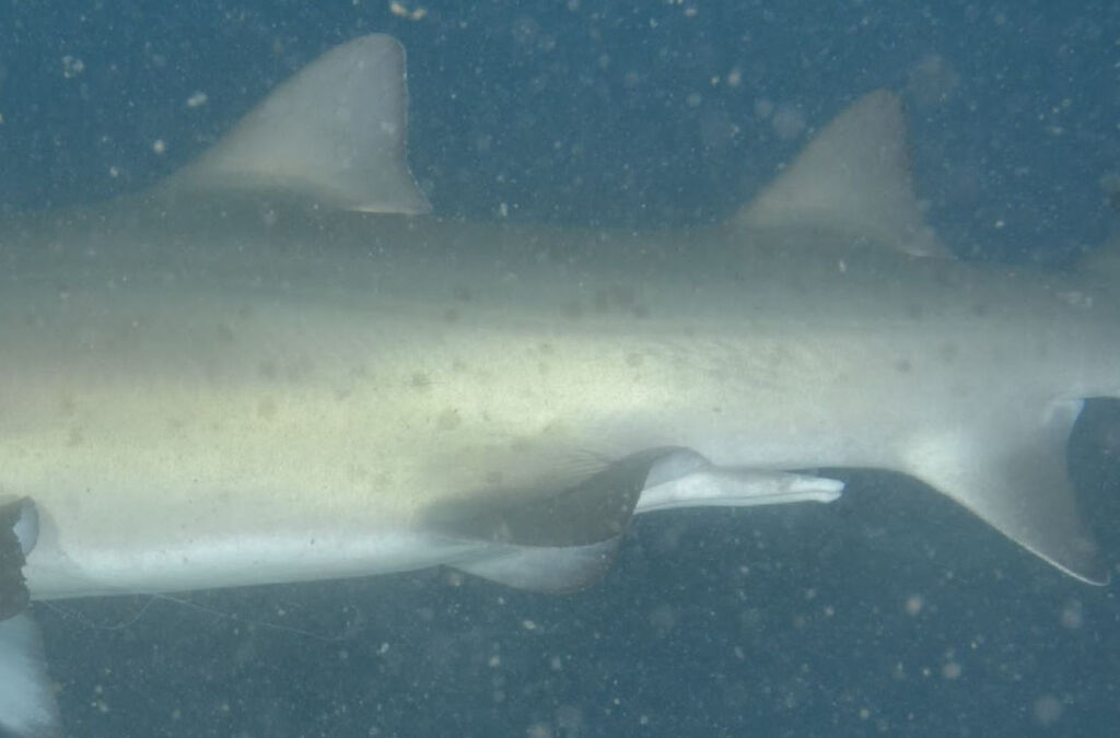 0253275c-21ae-4650-9535-0cc3e95067b7