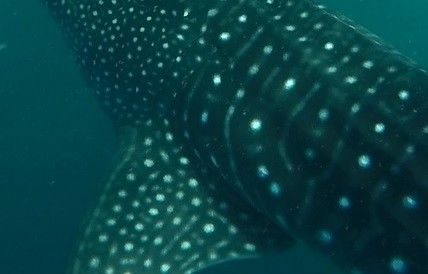 4bf9c650-b72d-4f87-b920-344493d1008f