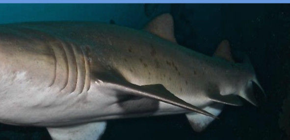 ef16d243-5c6e-481d-bc3b-5ad9b6adcd77