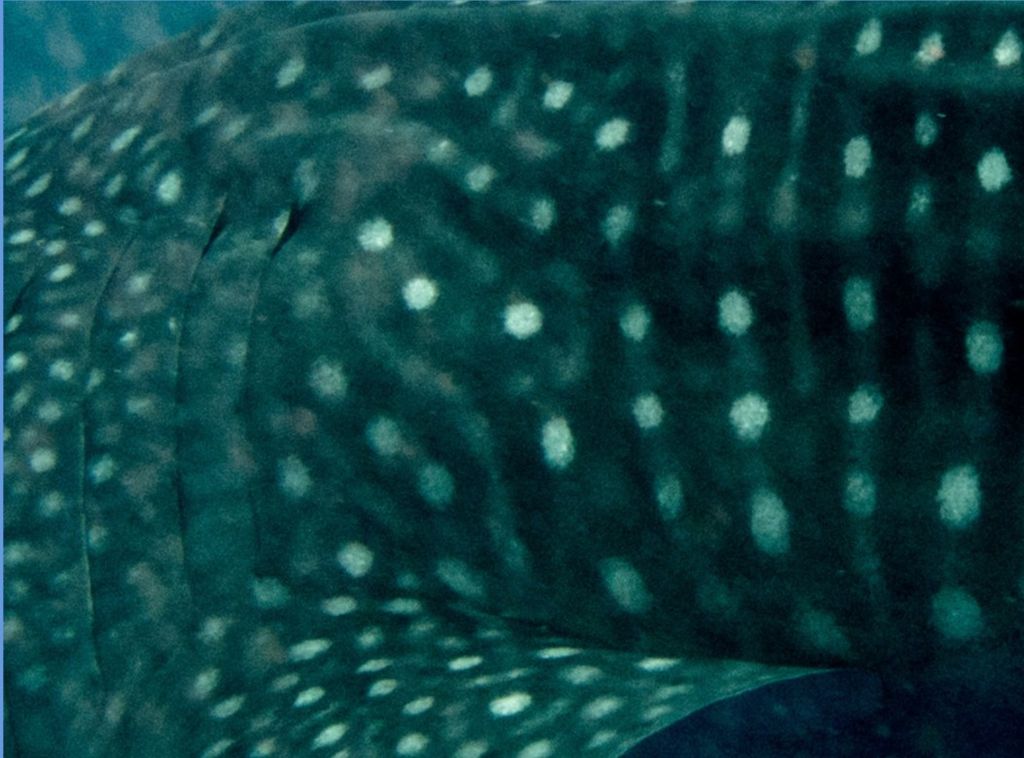 268cd02d-7509-46a9-ace8-6a579739790a