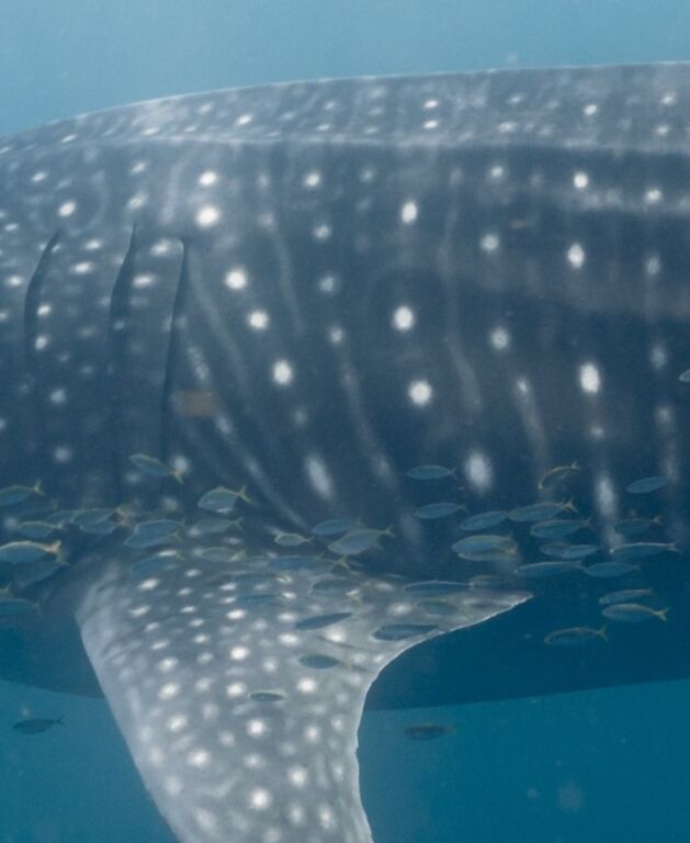 0bed9b6a-0ef1-4bf9-9170-0fee1dfab602