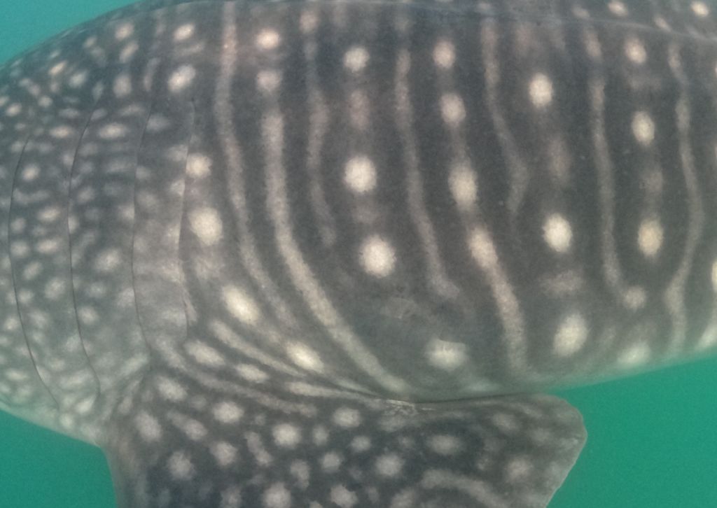 0c93cc1e-1a89-4b21-9a39-2914cf76ffaf