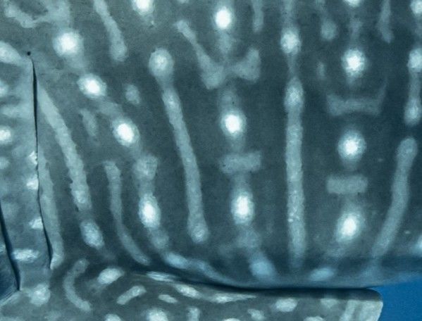 f8718fc0-40ce-4c3c-8a7c-c299972a9022