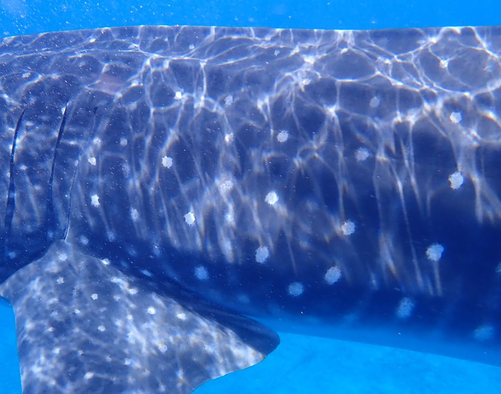 6c2ca839-9d31-4468-b0e5-29b698e767b0