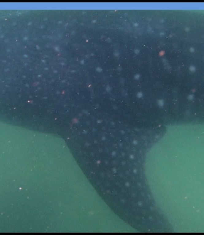 6c790332-b24b-4741-9961-5583600e0e94