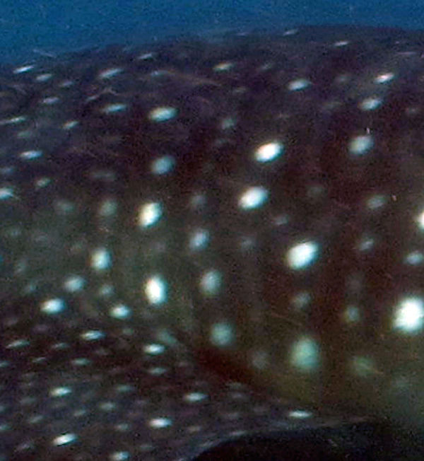 94d8345e-84f7-4dbc-80d5-7d1334ac1a8d