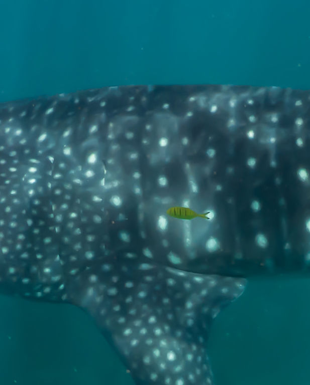 1781226c-ba59-4d5c-ad3a-de4cdcb54cf1