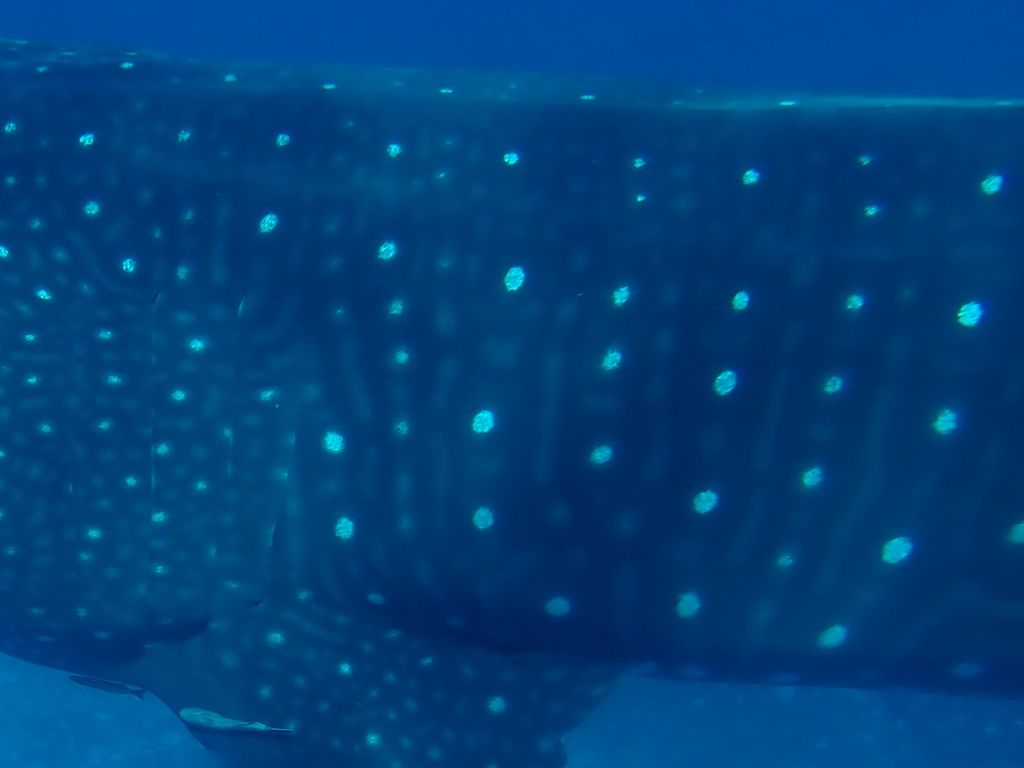 afce3a45-b16d-4c72-9e6a-71c99c9314bd