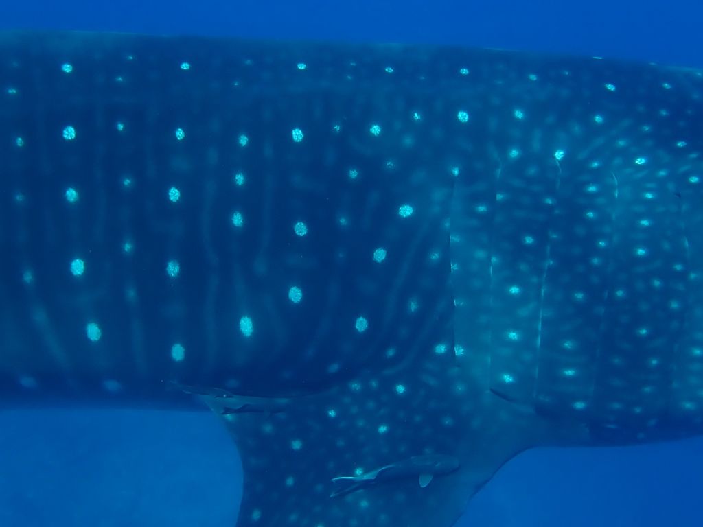 afce3a45-b16d-4c72-9e6a-71c99c9314bd