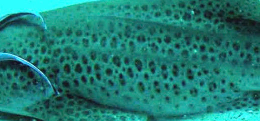 ea501a2f-f940-4728-980a-457cd2a6cfa6