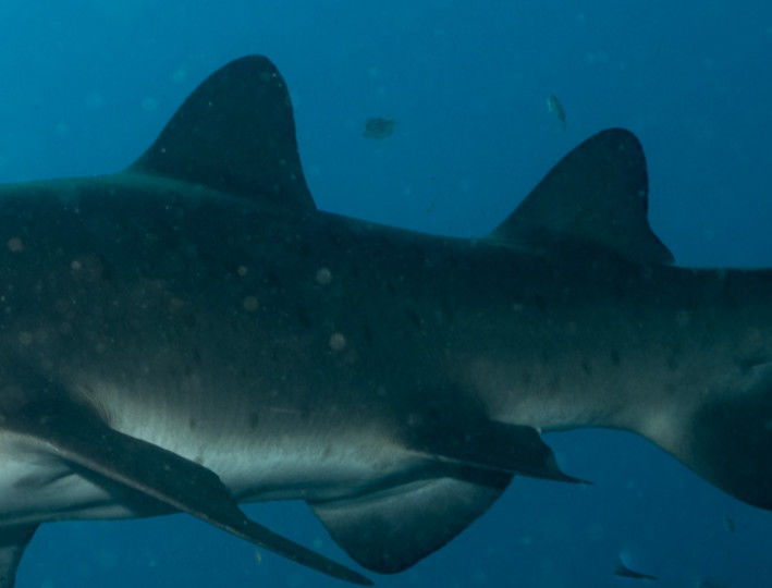 88bfcfba-33a1-4d5e-a36e-2d68c294bab5