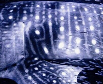 5c301dd1-774f-4145-bf6d-4de7abcc2e0a