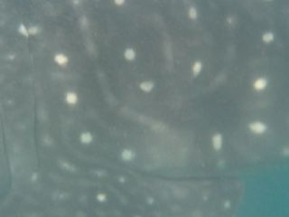 978a1a95-bdb5-48b0-94cd-27b79a68a373