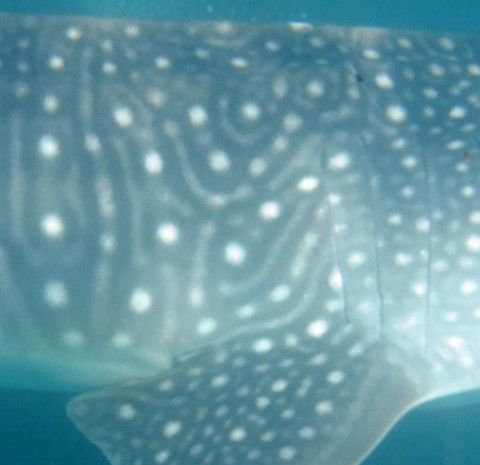 f52ab585-5715-44b8-adc7-56134fd213b1