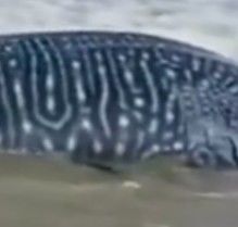 74dc3d37-ac07-44dd-9146-51a5717a107f