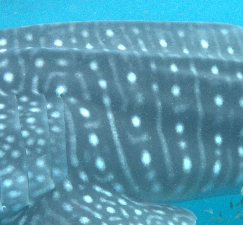 e48e00d9-2a13-408a-8eb2-c60a165cb896