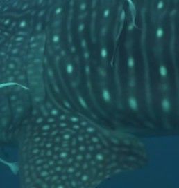 40c178b3-aaea-49ec-879a-8c9675224c02