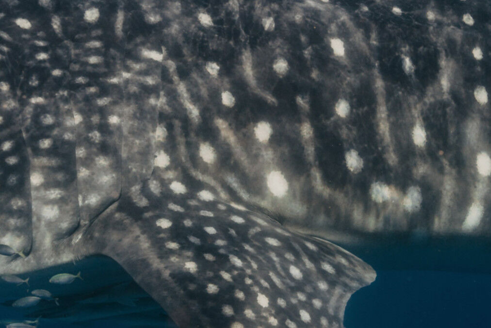 c84a64e4-5385-4792-9677-3225f9fe5eca