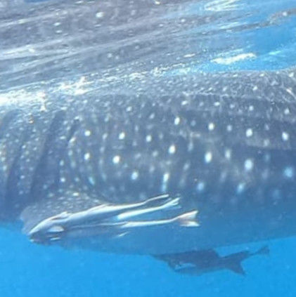 4dac0066-5384-4ec6-8693-aee05be56d88