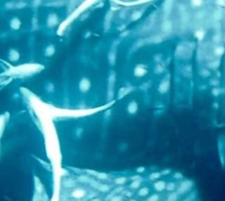 ecbb527e-1389-446f-b3d1-011c3595cae6