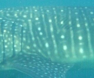 57c9b5a5-c544-42ee-9885-12e149417414