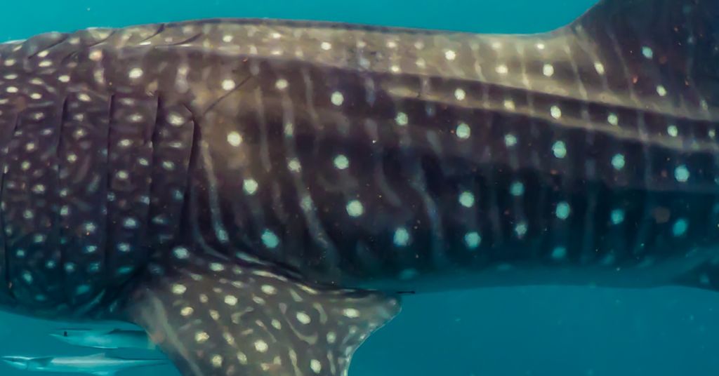 4226cb71-7431-49b7-907c-49d084ef4b70