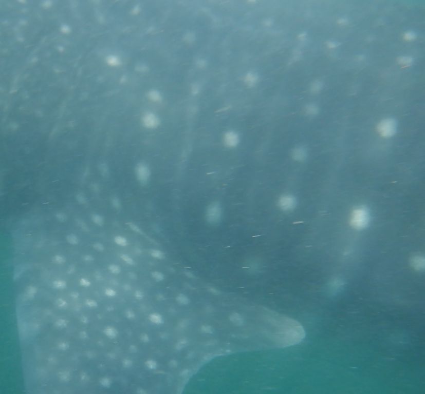 1003cc8c-abd7-4a5f-a402-8cfef41e6abf