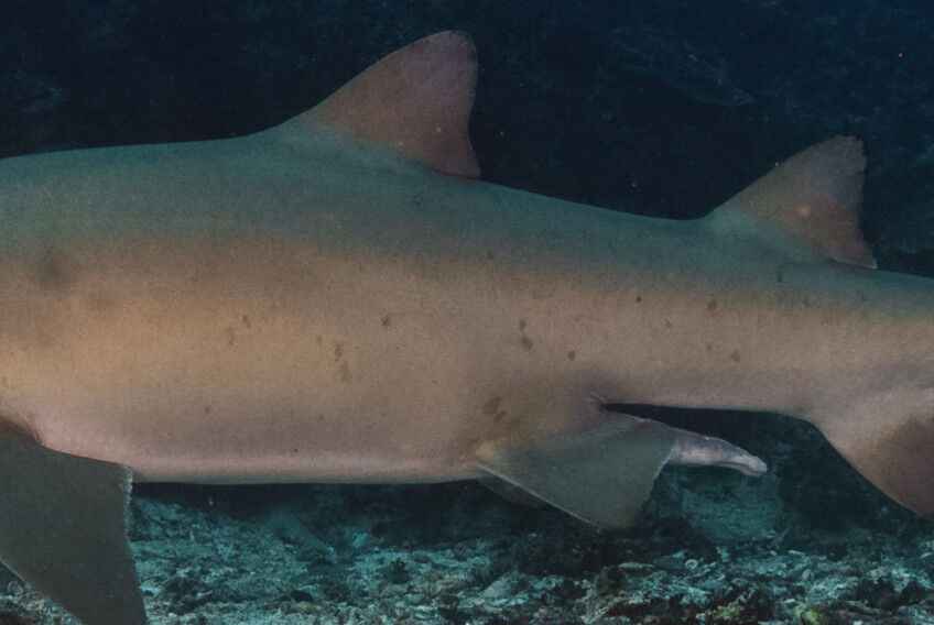 0deefaed-8da8-43a0-b047-4b0bf9401a92