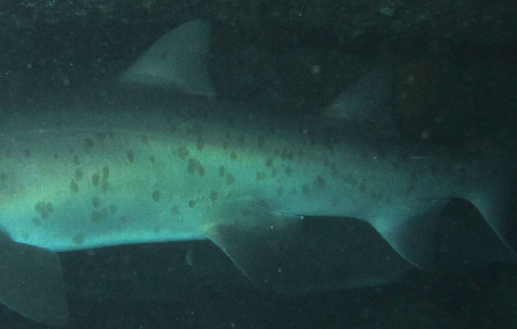 e13b171a-73cb-4d66-a19c-8e18717a27ed