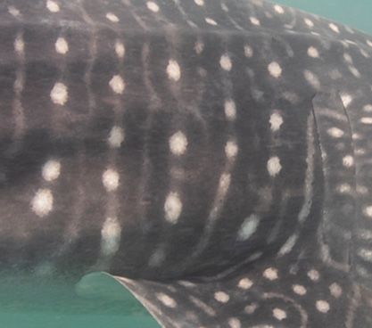 0ebdb878-6c44-4ded-a249-adb5ff998f1f