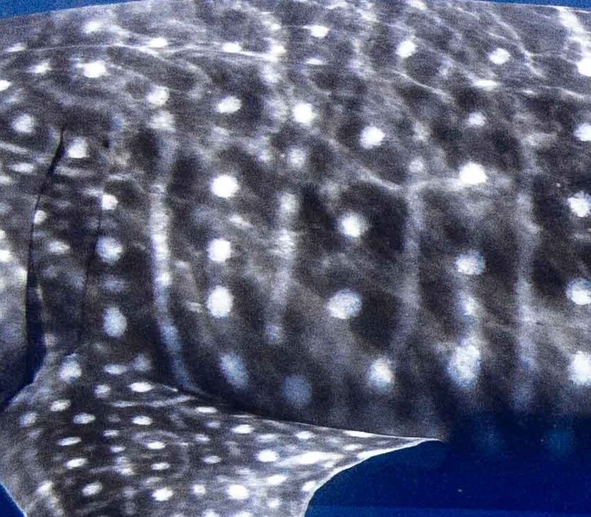 d07068ae-9aa0-4a08-a8fa-0504ba166774