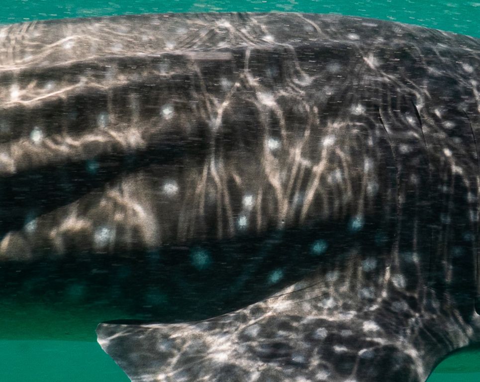 c2638796-c7c3-4614-b298-7fae08fb10a9