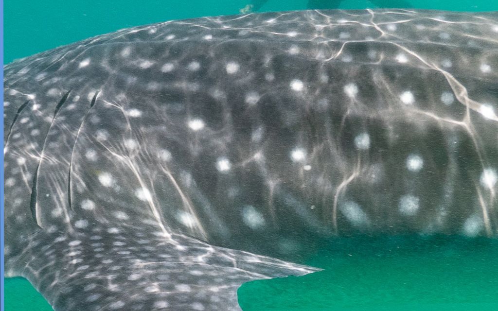 c2638796-c7c3-4614-b298-7fae08fb10a9