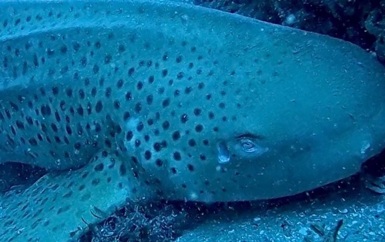 488a54ab-1cbb-4fbb-8de3-e0c58d933f4c