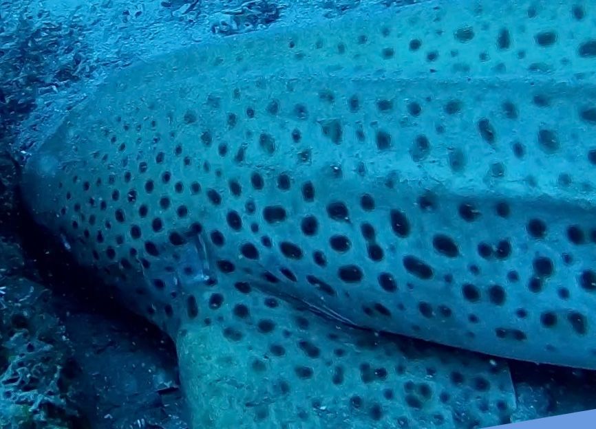 488a54ab-1cbb-4fbb-8de3-e0c58d933f4c