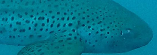 488a54ab-1cbb-4fbb-8de3-e0c58d933f4c