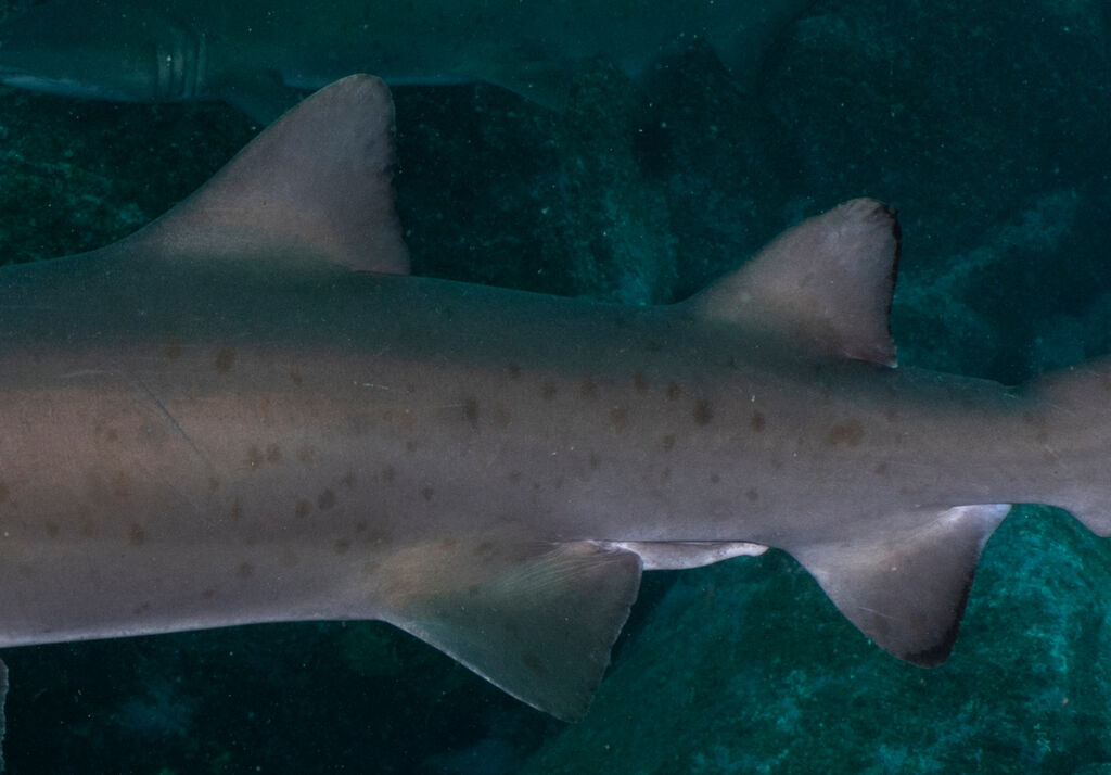 497a2636-0a27-4d9e-913f-a13a9f01d2de