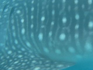 15c10eaa-7d29-4c8f-9280-97de1c1429b8