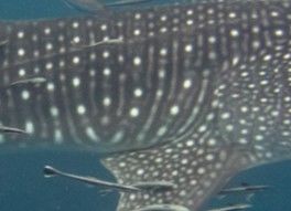 22860573-69cd-43e5-bfac-25bdbb9ebf8e