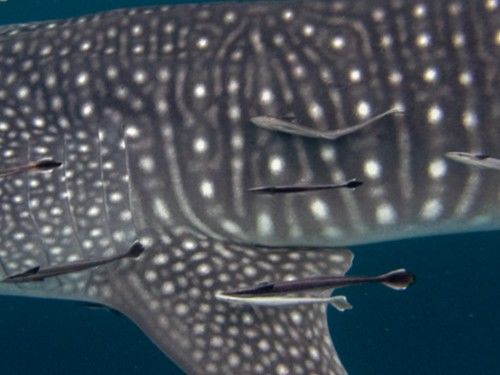 22860573-69cd-43e5-bfac-25bdbb9ebf8e