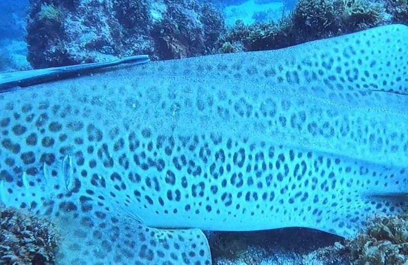 cd1f4dcc-ee51-4094-baa0-a20e7da28074