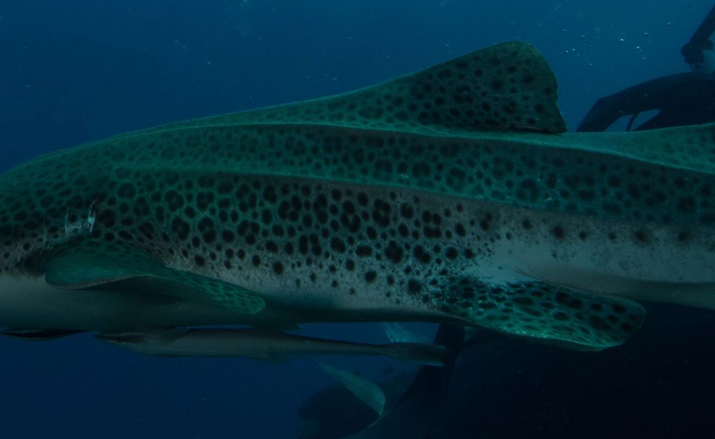 1a638bb8-9d84-4b23-aa00-cfd43d412e3b