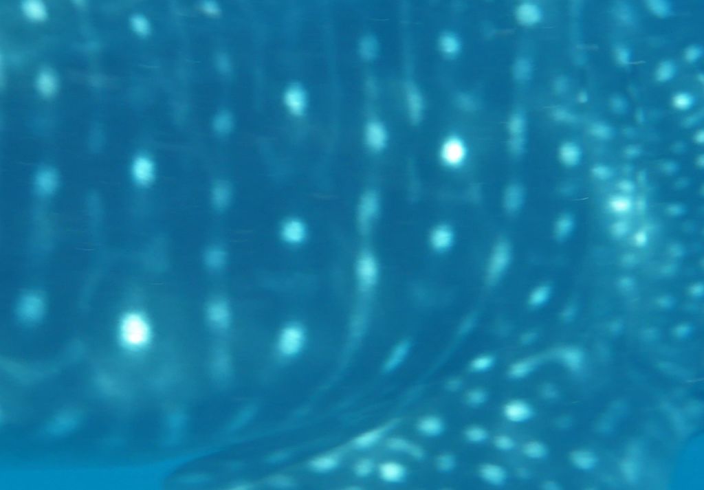 d523f9ca-59e0-4d12-bacb-bb42b5e35a29