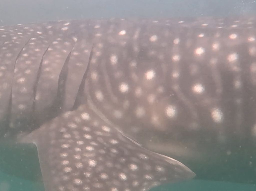 55d99e7b-c62b-4ac8-ba7f-74f3881d4fac