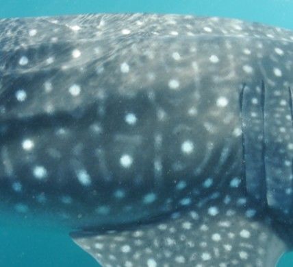 2e1fe955-90dd-4171-b8aa-70d8426a8a51